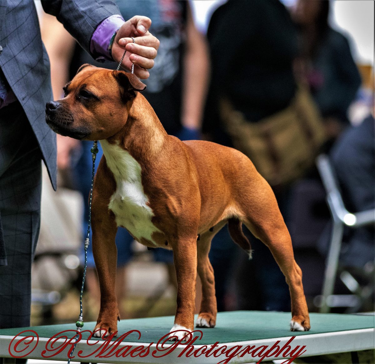 Kennel Club Staffordshire Bull Terrier Pic Bleumoonproductions