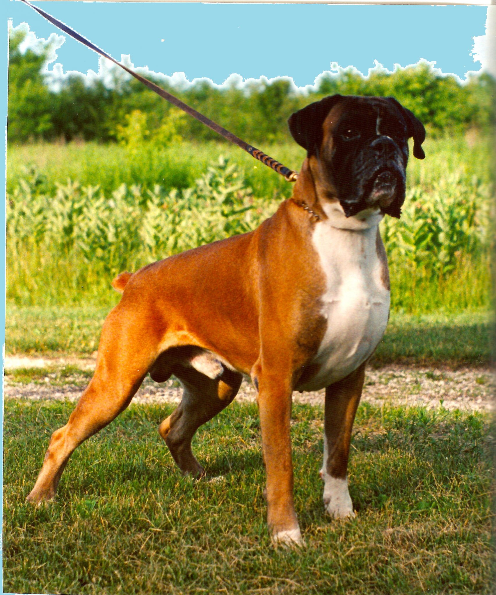 Boxers von Bachbett - American Bull and Terrier Kennel Club