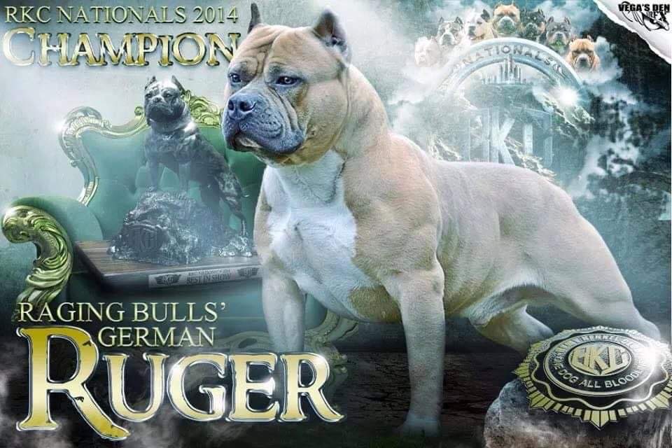 ABKC Nationals 2023, ABKC, UKC, East Coast dog events, Southern dog shows,  American Bully, French Bulldog