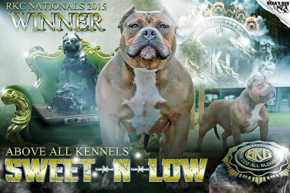 Remyline pitbulls hot sale